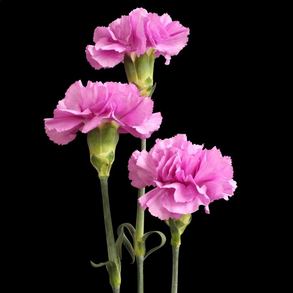 Meet your Posher, Sarena - Picture 1 of 1